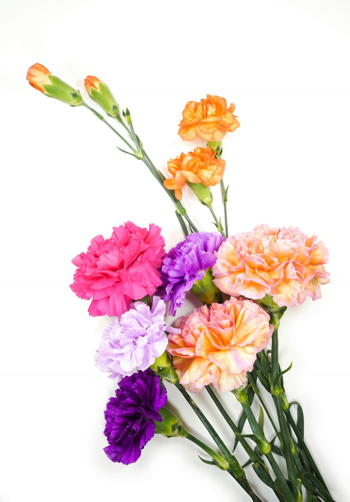 Carnations for sale at NYC Flower House, photographed in the shop.