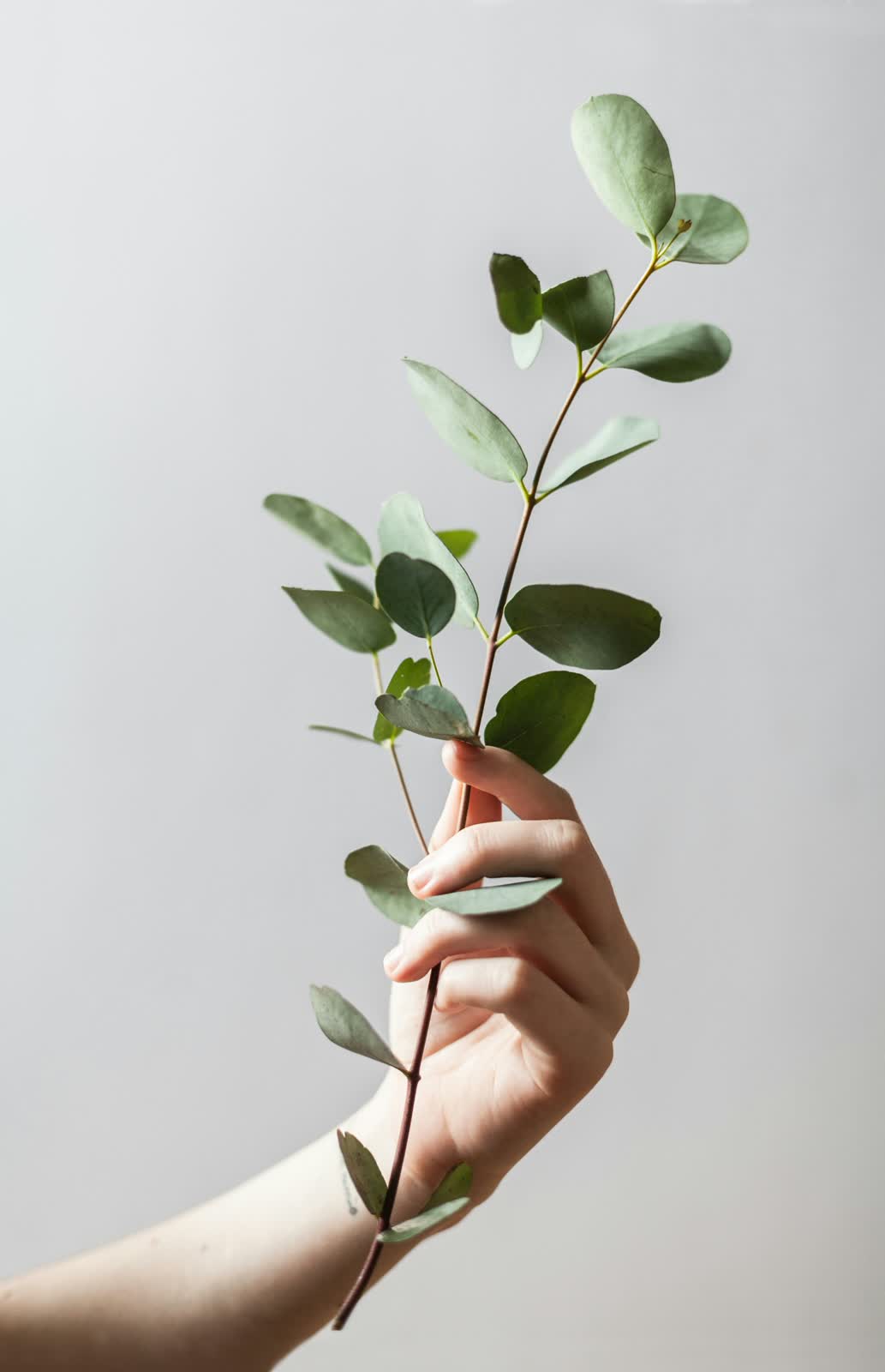 Eucalyptus for sale at NYC Flower House, photographed in the shop.