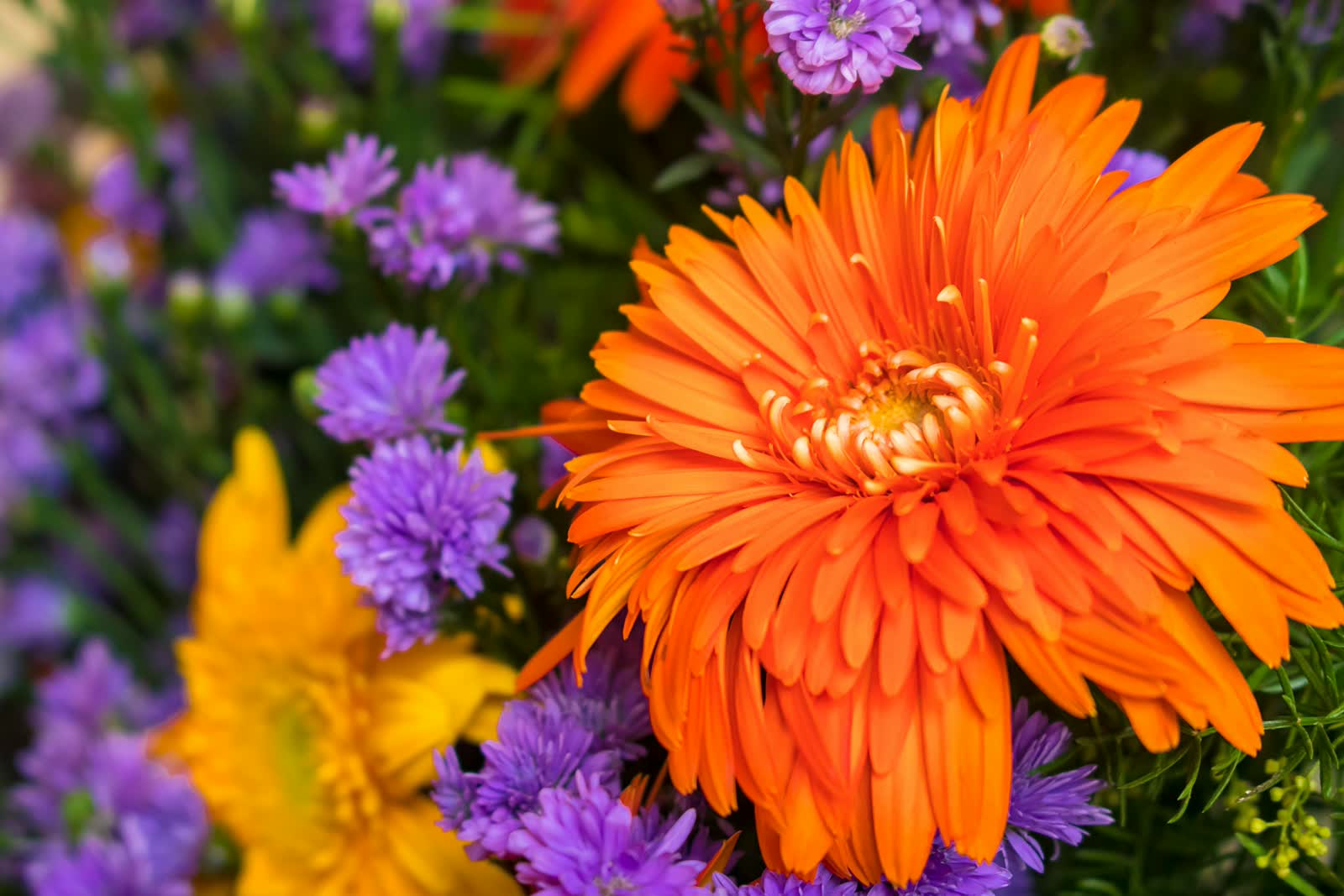 Gerbera Daisies for sale at NYC Flower House, photographed in the shop.
