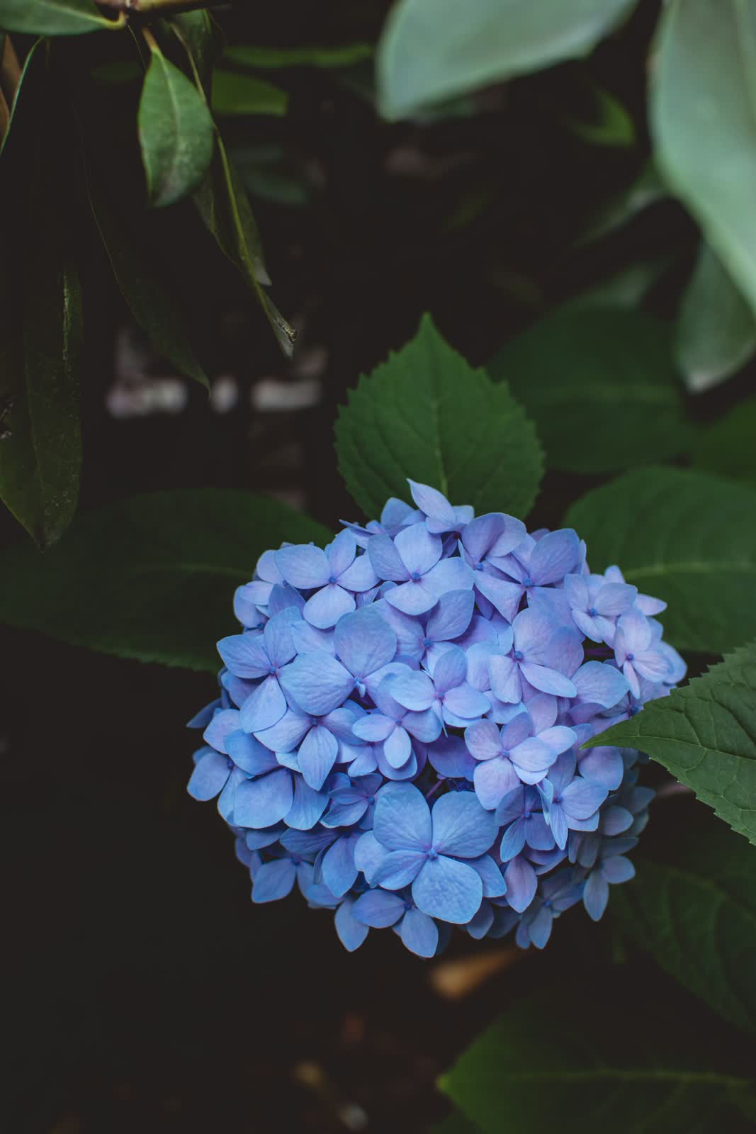 Hydrangeas for sale at NYC Flower House, photographed in the shop.