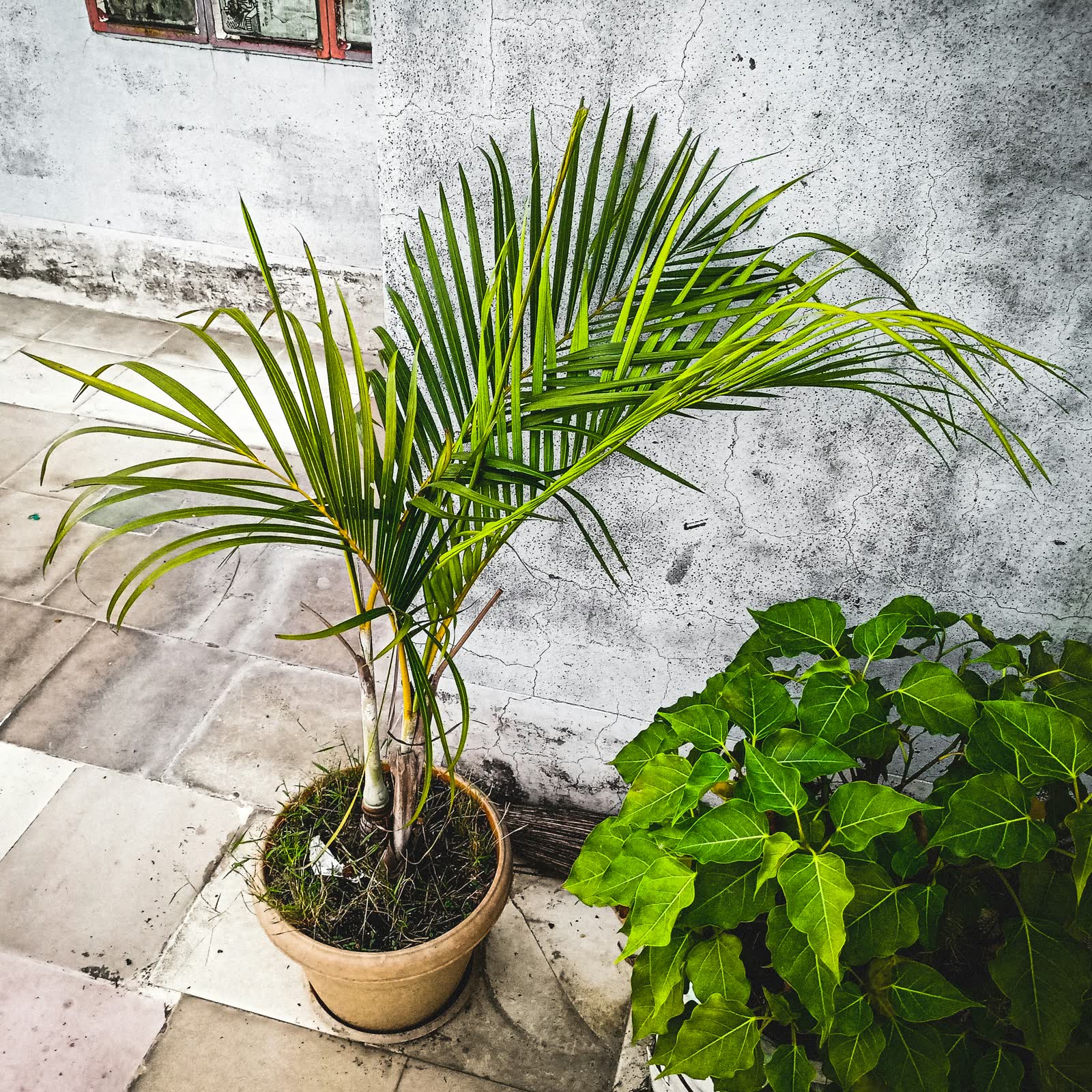 Kentia Palms for sale at NYC Flower House in Gravesend, Brooklyn.