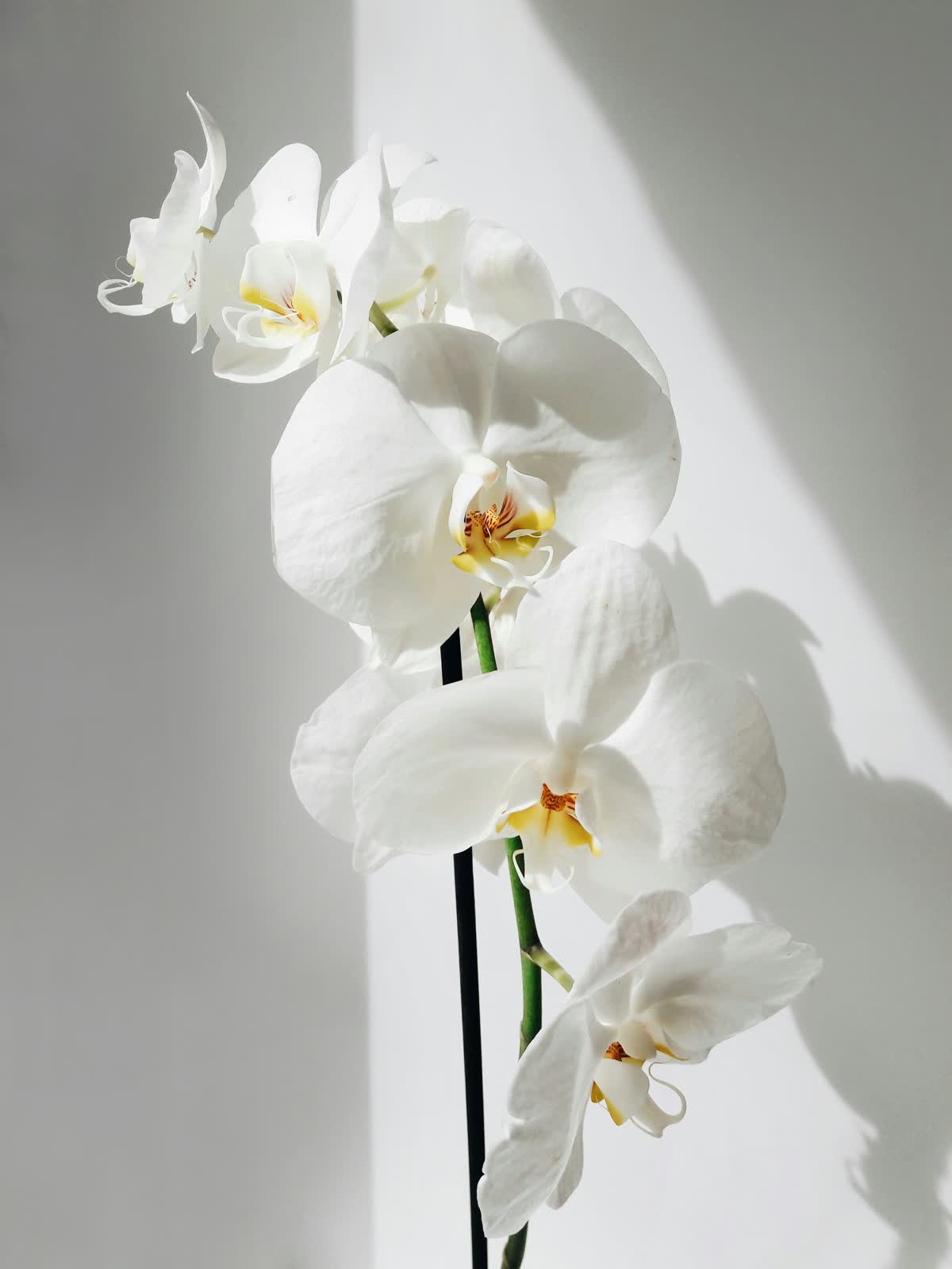 Orchids for sale at NYC Flower House, photographed in the shop.